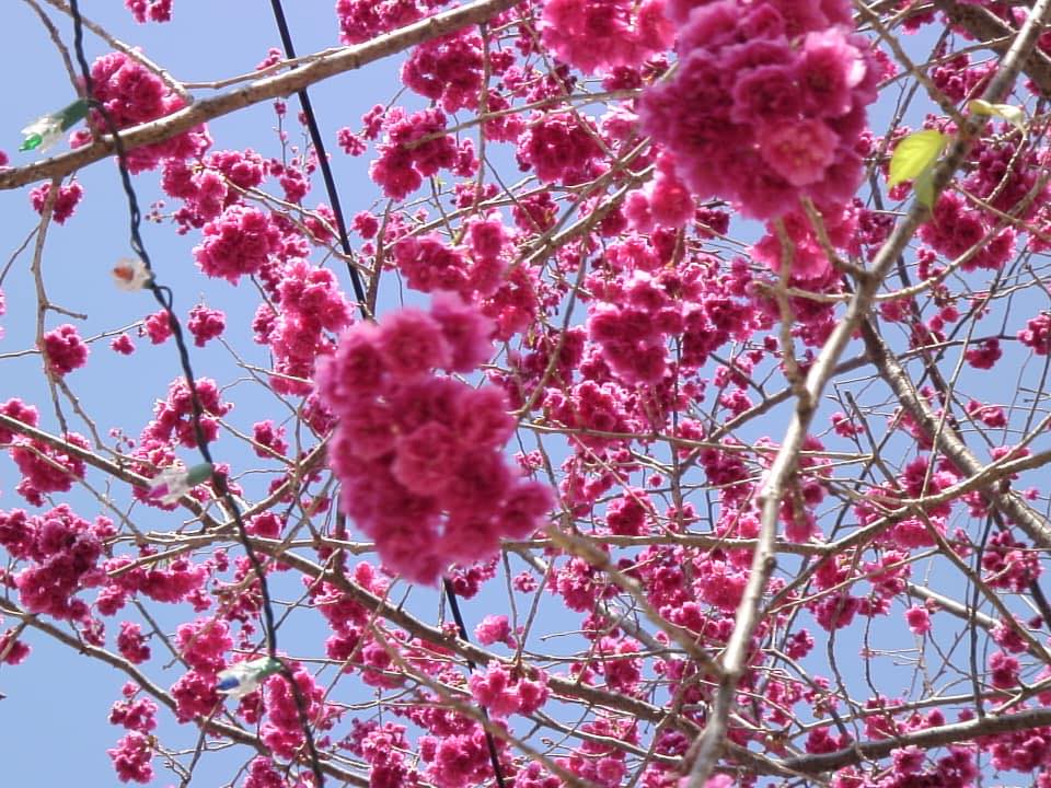 Photo de fleurs de cerisier rose sur fond de ciel bleu – symbole du Japon et de l’art de vivre asiatique.